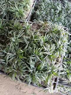 高度10厘米麦冬