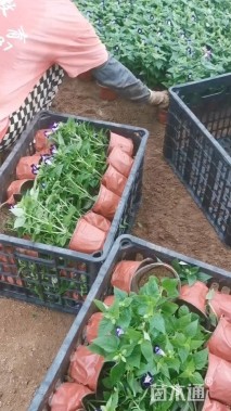 高度20厘米夏堇