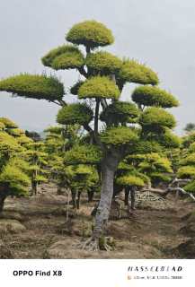 地栽苗亮晶女贞小苗