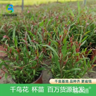 高度35厘米千鸟花