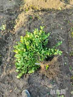 高度45厘米金森女贞