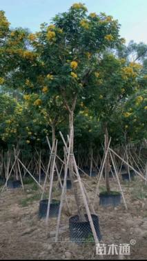 5公分黄花槐
