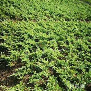 高度30厘米铺地柏