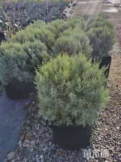 高度40厘米蓝冰柏