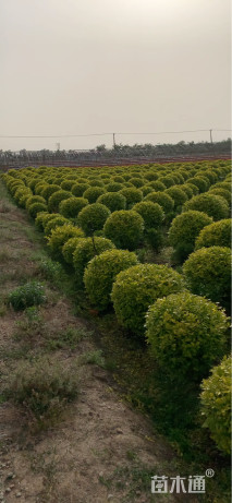 冠幅80厘米金叶女贞球