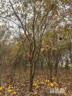 17公分木瓜海棠