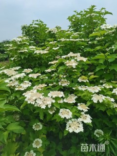 高度220厘米天目琼花