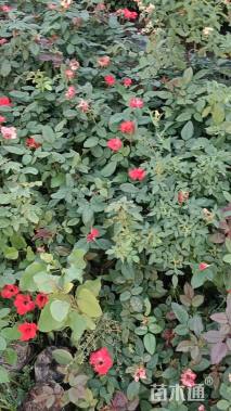 高度31厘米丰花月季