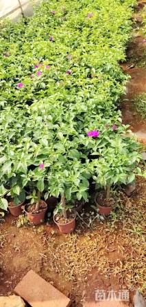 高度40厘米紫花三角梅