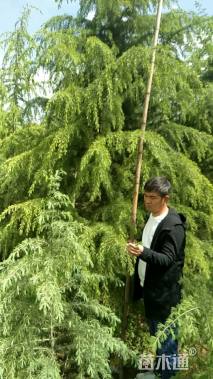 移栽苗北非雪松