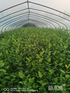 高度100厘米白桦小苗