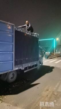 高度100厘米红叶石楠篱笆