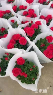 高度30厘米欧洲月季