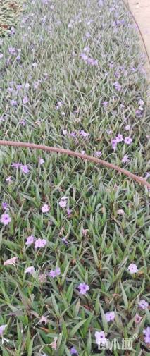 高度15厘米翠芦莉