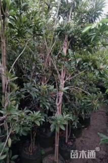 高度100厘米人参果