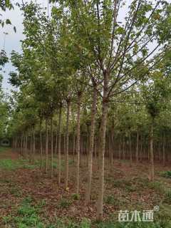 5公分金叶复叶槭