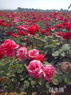 3公分高杆树状月季