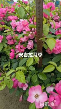 高度30厘米丰花月季