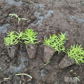 高度5厘米金叶佛甲草