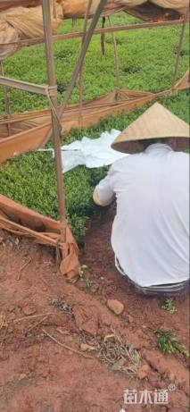 高度30厘米满天星