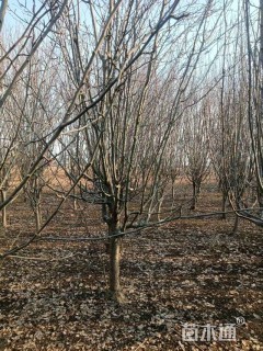 10公分西府海棠