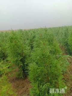 高度100厘米侧柏小苗