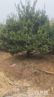 高度450厘米南丰蜜桔