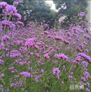 高度20厘米马鞭草