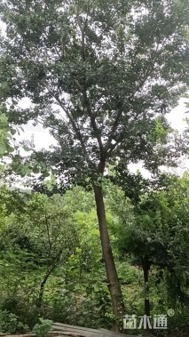 17公分朴树