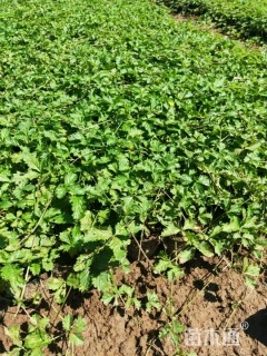 高度15厘米三叶委陵菜