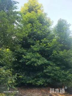 25公分金丝楠木