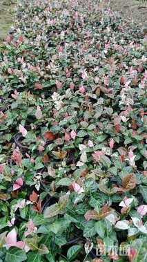 10厘米花叶络石