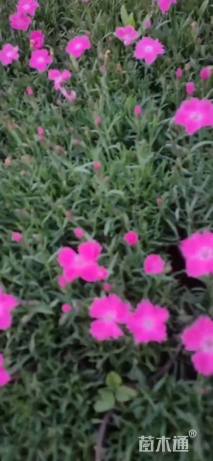 高度15厘米欧石竹