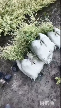 高度20厘米小丑火棘小苗