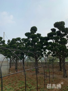造型龙柏