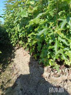 地栽苗枫香小苗