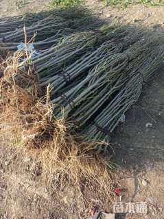 高度150厘米木槿