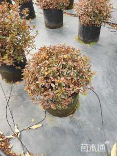 高度50厘米杜鹃