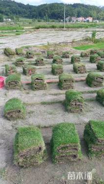 草卷状马尼拉草