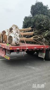 20公分高杆桂花