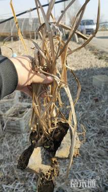 高度20厘米香蒲