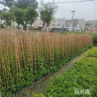 主蔓长50厘米炮仗花