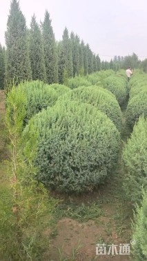 冠幅80厘米桧柏球