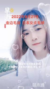 高度50厘米日本女贞