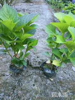 高度30厘米绣球