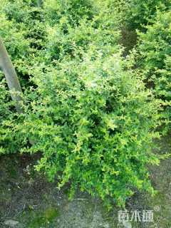 冠幅100厘米火棘球