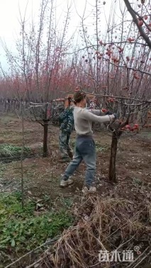 高度450厘米皇家雨点海棠