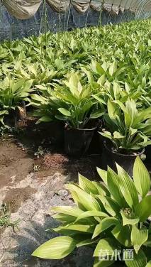 高度30厘米青叶玉簪