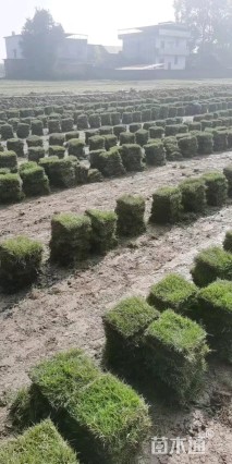 草毯状马尼拉草