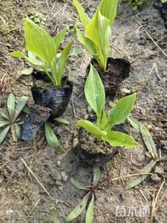 高度15厘米紫萼